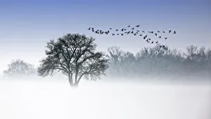 River Elbe Floodplains in winter, solitary tree, flock of birds, geese in early mist River Elbe Floodplains in winter, solitary tree, flock of birds, geese in early mist