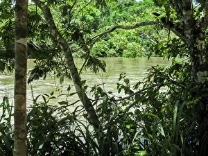 River seen through the lush vegetation, Argentina River seen through the lush vegetation, Argentina