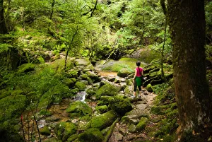 River stream in Unesco heritage rainforest, Japan River stream in Unesco heritage rainforest, Japan