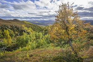 River valley and a Birch tree in autumn colours, Vindelfjaellen, Vaesterbotten County River valley and a Birch tree in autumn colours, Vindelfjaellen, Vaesterbotten County