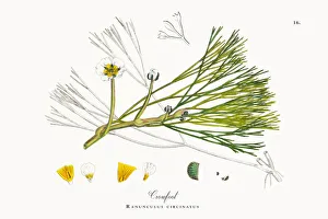 River Water Crowfoot, Ranunculus fluitans, Victorian Botanical Illustration, 1863 River Water Crowfoot, Ranunculus fluitans, Victorian Botanical Illustration, 1863