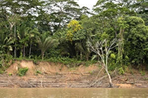 Riverside vegetation along the Tambopata River, Tambopata Nature Reserve Riverside vegetation along the Tambopata River, Tambopata Nature Reserve