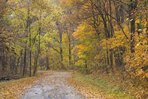 Road with autumn trees, Stephen A. Forbes State Park, Marion County, Illinois, USA Road with autumn trees, Stephen A. Forbes State Park, Marion County, Illinois, USA