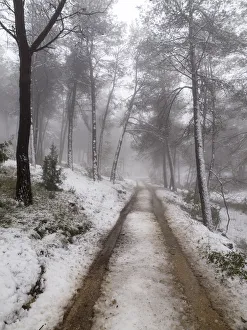 <b class=qtipBold><figcaption>Road in a forest with snow and fog</figcaption></b><br>Way snowed in a Mediterranean forest with fog, two parallel lines produced by the wheels of a vehicle give a visual reference of the direction to continue.<br><em>© 2013 Jose A. Bernat</em> Road in a forest with snow and fog