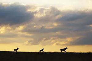 <b class=qtipBold><figcaption>Roan antelope, Nyika plateau, Malawi</figcaption></b><br>Roan antelope (Hippotragus equinus) on the skyline of the Nyika plateau.<br><em>© Ben Cranke</em> Roan antelope, Nyika plateau, Malawi