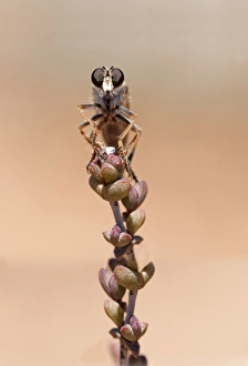 Robber Fly -Asilidae-, Goegap Nature Reserve, Namaqualand, South Africa, Africa Robber Fly -Asilidae-, Goegap Nature Reserve, Namaqualand, South Africa, Africa