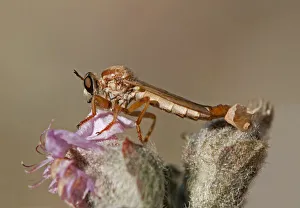 Robber Fly -Asilidae sp.-, Goegap Nature Reserve, Namaqualand, South Africa, Africa Robber Fly -Asilidae sp.-, Goegap Nature Reserve, Namaqualand, South Africa, Africa