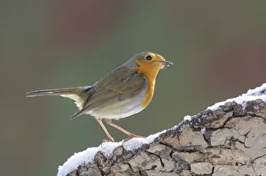 <b class=qtipBold><figcaption>Robin -Erithacus rubecula-</figcaption></b><br><em>© This content is subject to copyright.</em> Robin -Erithacus rubecula-