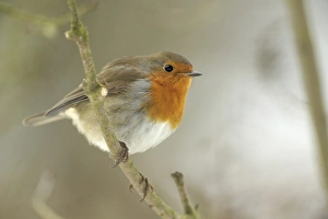 <b class=qtipBold><figcaption>Robin -Erithacus rubecula-</figcaption></b><br><em>© This content is subject to copyright.</em> Robin -Erithacus rubecula-