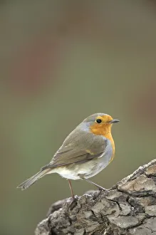 <b class=qtipBold><figcaption>Robin -Erithacus rubecula-</figcaption></b><br><em>© This content is subject to copyright.</em> Robin -Erithacus rubecula-