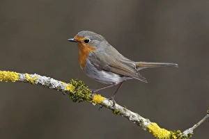 Robin -Erithacus rubecula- perched on a branch covered in lichen, Neunkirchen, Siegerland Robin -Erithacus rubecula- perched on a branch covered in lichen, Neunkirchen, Siegerland