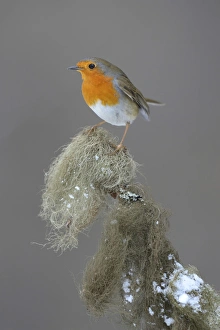 Robin -Erithacus rubecula- perched on a spruce branch covered in beard lichen, Swabian Alb biosphere reserve Robin -Erithacus rubecula- perched on a spruce branch covered in beard lichen, Swabian Alb biosphere reserve