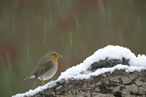 <b class=qtipBold><figcaption>Robin -Erithacus rubecula- in snow</figcaption></b><br><em>© This content is subject to copyright.</em> Robin -Erithacus rubecula- in snow