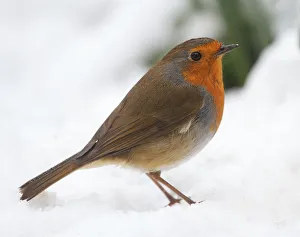 <b class=qtipBold><figcaption>Robin in Snow</figcaption></b><br>A high quality close up photograph of a Robin in snow. The feather detail is clearly shown. Excellent christmas image but also a very good example photograph of this species due to the close up detail and definition.<br><em>© Simon Gakhar</em> Robin in Snow