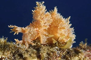 Robust frond-aeolis nudibranch -Dendronotus robustus-, Sea of Japan, Primorsky Krai Robust frond-aeolis nudibranch -Dendronotus robustus-, Sea of Japan, Primorsky Krai