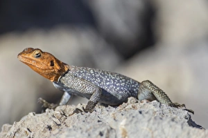 Rock agame -Agama planiceps-, male, Etosha National Park, Namibia, Africa Rock agame -Agama planiceps-, male, Etosha National Park, Namibia, Africa