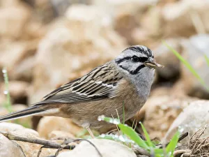 Rock Bunting (Emberiza cia) male, The first plane of the bird with dry seeds bitten in Rock Bunting (Emberiza cia) male, The first plane of the bird with dry seeds bitten in