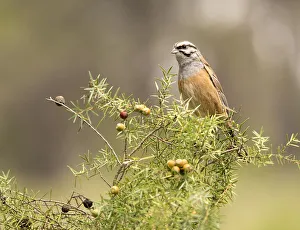 Rock Bunting (Emberiza cia) male, , Spain Rock Bunting (Emberiza cia) male, , Spain