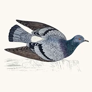 <b class=qtipBold><figcaption>Rock dove bird</figcaption></b><br>A photograph of an original hand-colored engraving from The History of British Birds by Morris published in 1853-1891.<br><em>© mashuk</em> Rock dove bird