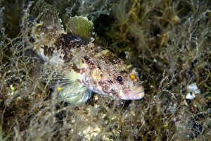 Rock goby -Gobius paganellus-, Mediterranean Sea, Croatia Rock goby -Gobius paganellus-, Mediterranean Sea, Croatia