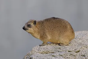 Rock Hyrax or Cape Hyrax -Procavia capensis- Rock Hyrax or Cape Hyrax -Procavia capensis-