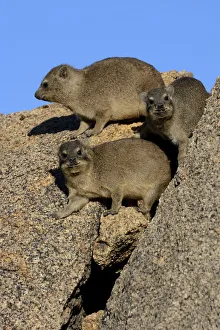 Rock Hyrax or Cape Hyrax -Procavia capensis- basking in the sun on a rock, Erongo Region Rock Hyrax or Cape Hyrax -Procavia capensis- basking in the sun on a rock, Erongo Region