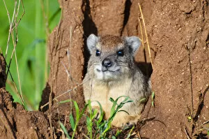Related Images Collection: Rock hyrax in his lair - Serengeti - Tanzania