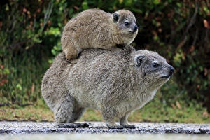 Rock Hyrax -Procavia capensis- adult female with young on back, social behavior Rock Hyrax -Procavia capensis- adult female with young on back, social behavior