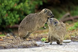 Rock Hyraxes -Procavia capensis-, two young quarreling or fighting, Bettys Bay Rock Hyraxes -Procavia capensis-, two young quarreling or fighting, Bettys Bay