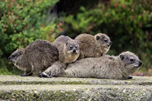 Rock Hyraxes -Procavia capensis- adult female with three young, social behavior Rock Hyraxes -Procavia capensis- adult female with three young, social behavior