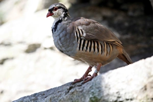 Rock Partridge (Alectoris graeca), Alpine Zoo Innsbruck, Tyrol, Austria, Europe Rock Partridge (Alectoris graeca), Alpine Zoo Innsbruck, Tyrol, Austria, Europe