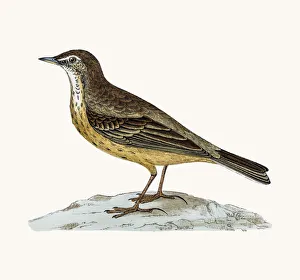 <b class=qtipBold><figcaption>Rock pipit</figcaption></b><br>A photograph of an original hand-colored engraving from The History of British Birds by Morris published in 1853-1891.<br><em>© mashuk</em> Rock pipit