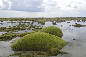 Rocks overgrown with algae in the intertidal mudflats, Department Cotes dArmor, Brittany Rocks overgrown with algae in the intertidal mudflats, Department Cotes dArmor, Brittany