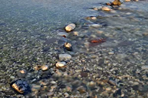 Rocks in the Tagliamento braided river, Forgaria nel Friuli, Udine province, Italy Rocks in the Tagliamento braided river, Forgaria nel Friuli, Udine province, Italy