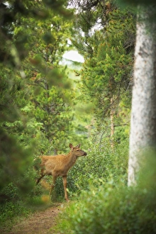 <b class=qtipBold><figcaption>Rocky Mountain Elk Calf</figcaption></b><br>An elk calf emerges in a forest clearing in Banff National Park, Alberta.<br><em>© 2016 Chase Dekker Wild-Life Images</em> Rocky Mountain Elk Calf