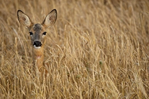 Roe deer -Capreolus capreolus- in a barley field, Allgaeu, Bavaria, Germany, Europe Roe deer -Capreolus capreolus- in a barley field, Allgaeu, Bavaria, Germany, Europe