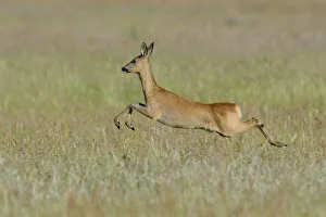 Roe Deer -Capreolus capreolus- leaping across a meadow, North Rhine-Westphalia, Germany Roe Deer -Capreolus capreolus- leaping across a meadow, North Rhine-Westphalia, Germany