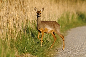 Roe deer -Capreolus capreolus- standing on a dirt road on the edge of reeds, Lake Neusiedl Roe deer -Capreolus capreolus- standing on a dirt road on the edge of reeds, Lake Neusiedl