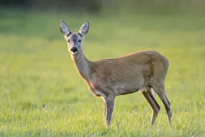 Roe Deer -Capreolus capreolus- standing on a meadow, North Rhine-Westphalia, Germany Roe Deer -Capreolus capreolus- standing on a meadow, North Rhine-Westphalia, Germany