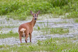 Roe Deer -Capreolus capreolus- standing in water, Steinhuder Meer, Lower Saxony, Germany Roe Deer -Capreolus capreolus- standing in water, Steinhuder Meer, Lower Saxony, Germany