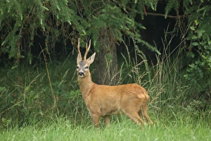 Roebuck -Capreolus capreolus- in red summer coat, Allgaeu, Bavaria, Germany, Europe Roebuck -Capreolus capreolus- in red summer coat, Allgaeu, Bavaria, Germany, Europe