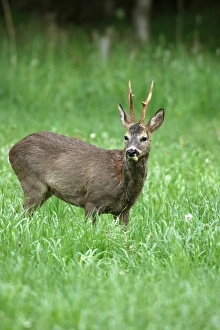 Roebuck (Capreolus capreolus), shedding, switching from grey winter coat to red summer Roebuck (Capreolus capreolus), shedding, switching from grey winter coat to red summer