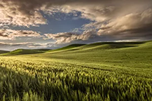 Rolling hills of wheat at sunrise, Palouse, Washington State, USA Rolling hills of wheat at sunrise, Palouse, Washington State, USA