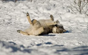<b class=qtipBold><figcaption>Rolling in the snow</figcaption></b><br>A timber wolf rolling on it's back in the snow.<br><em>© copyright 2012</em> Rolling in the snow