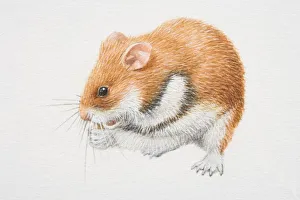 Romanian Hamster (mesocricetus newtoni) feeding, side view Romanian Hamster (mesocricetus newtoni) feeding, side view