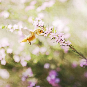 <b class=qtipBold><figcaption>Romantic Encounter</figcaption></b><br>A Rufous Hummingbird visits these tiny pink flowers, hovering mid-air while tasting the nectar. Edited with a light texture.<br><em>© 2009-2010 Susan Gary</em> Romantic Encounter