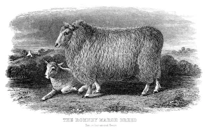 Magical world illustration/palmer illustrated collection/romney sheep engraving 1878 Magical world illustration/palmer illustrated collection/romney sheep engraving 1878