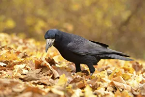 Rook -Corvus frugilegus- standing on autumn leaves, Leipzig, Saxony, Germany Rook -Corvus frugilegus- standing on autumn leaves, Leipzig, Saxony, Germany