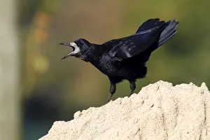 Rook -Corvus frugilegus-, standing on a sandy mount, calling, Baltic island of Fehmarn Rook -Corvus frugilegus-, standing on a sandy mount, calling, Baltic island of Fehmarn