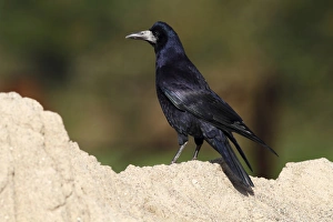 Rook -Corvus frugilegus-, standing on a sandy mount, Baltic island of Fehmarn, East Holstein Rook -Corvus frugilegus-, standing on a sandy mount, Baltic island of Fehmarn, East Holstein